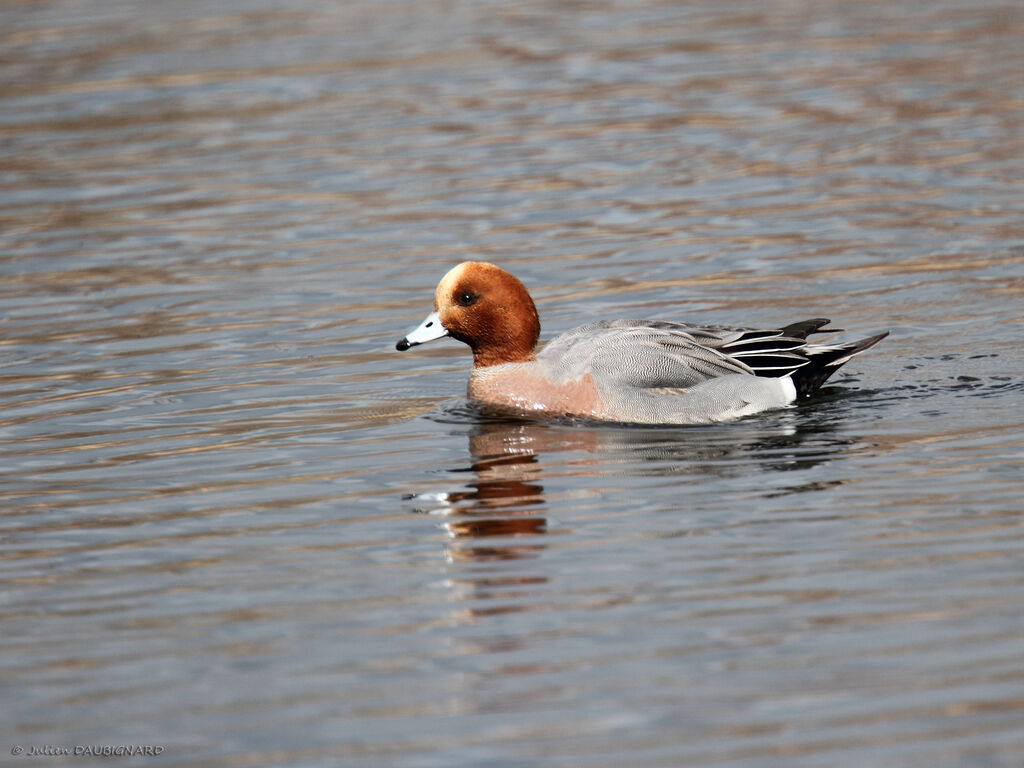 Canard siffleur mâle adulte, identification