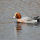 Canard siffleur