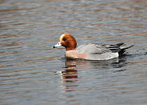 Canard siffleur