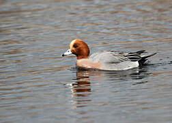 Eurasian Wigeon