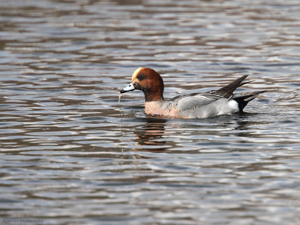 Canard siffleur mâle adulte, identification