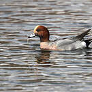 Canard siffleur