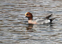 Canard siffleur