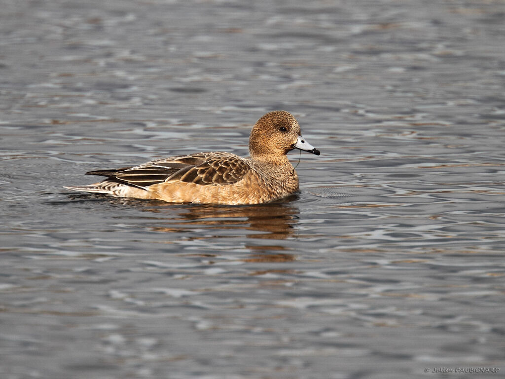 Canard siffleur femelle adulte, identification