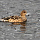 Canard siffleur