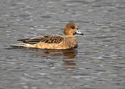 Eurasian Wigeon