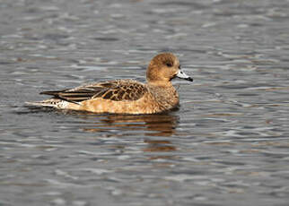 Canard siffleur