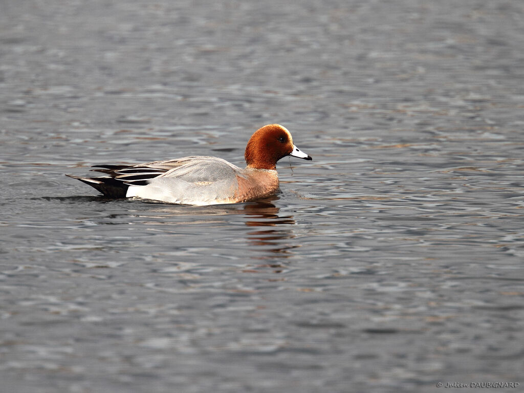 Eurasian Wigeon male adult, identification