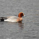 Canard siffleur