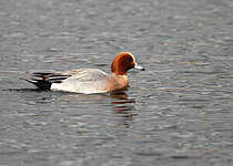 Canard siffleur