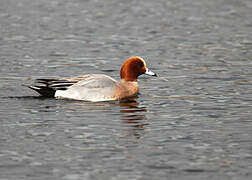 Eurasian Wigeon