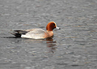 Canard siffleur