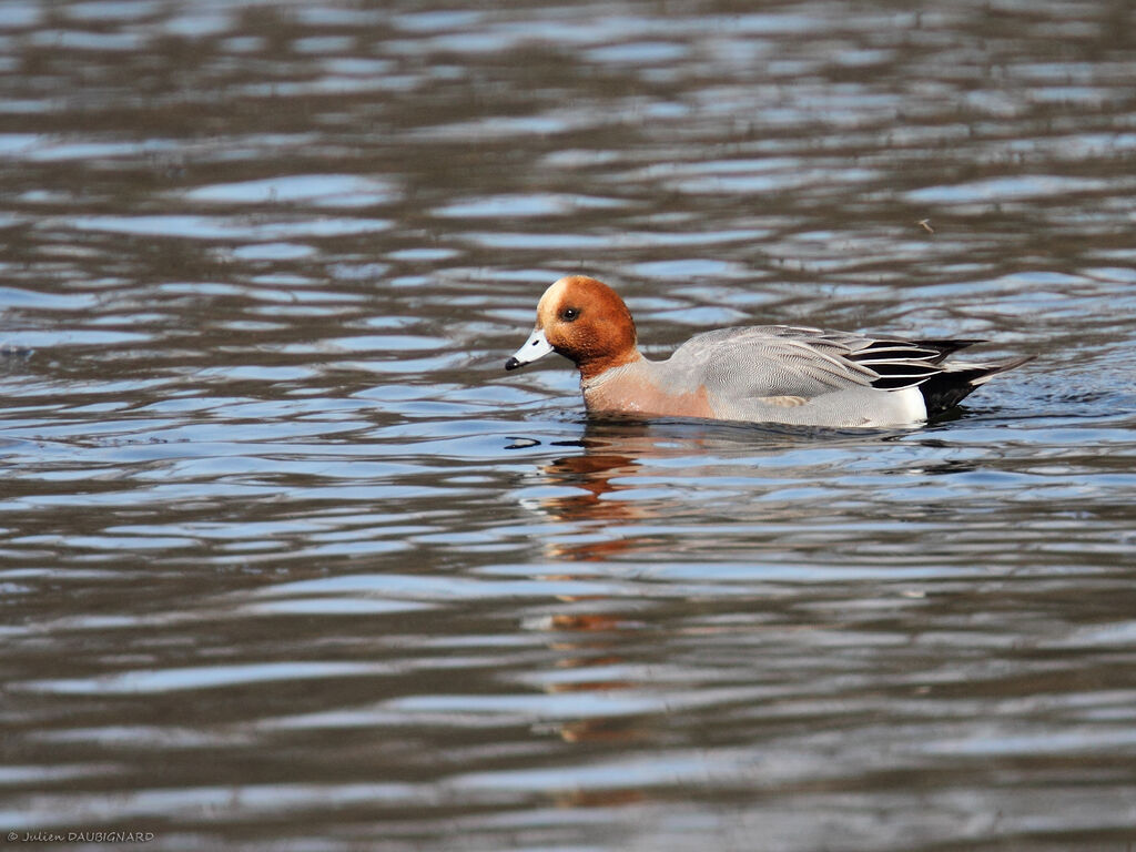 Canard siffleur mâle adulte, identification