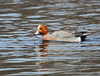 Canard siffleur