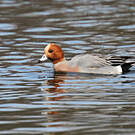 Canard siffleur