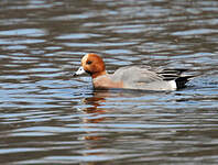 Canard siffleur