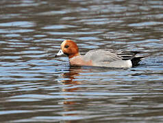 Eurasian Wigeon