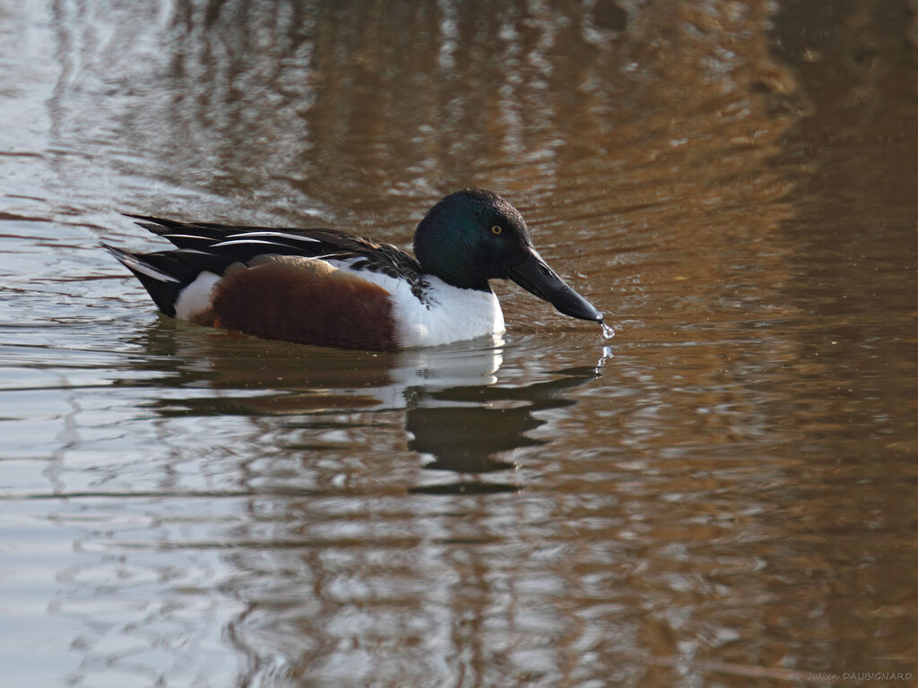 Canard souchet mâle adulte, identification