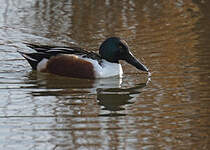 Canard souchet