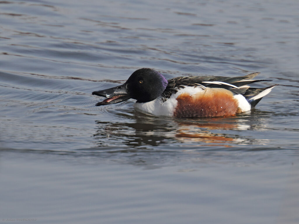 Canard souchet mâle adulte, identification