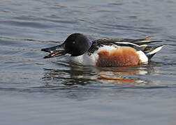 Northern Shoveler