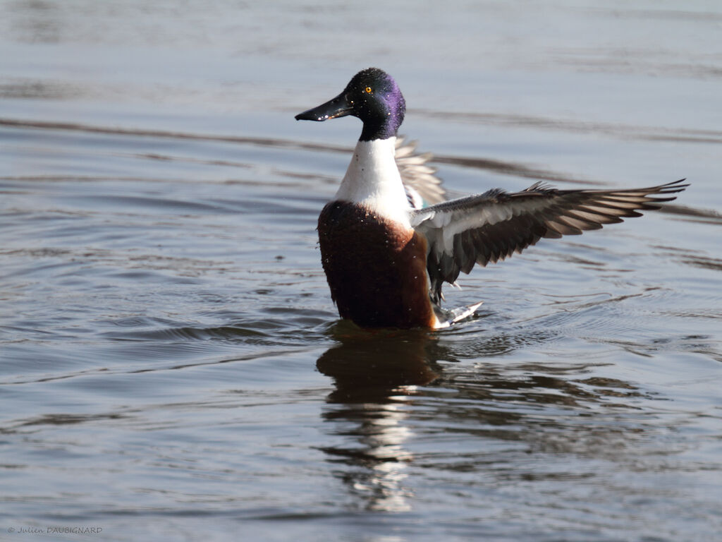 Canard souchet mâle adulte, identification