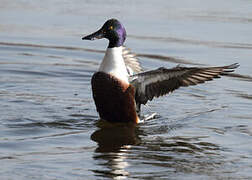 Canard souchet