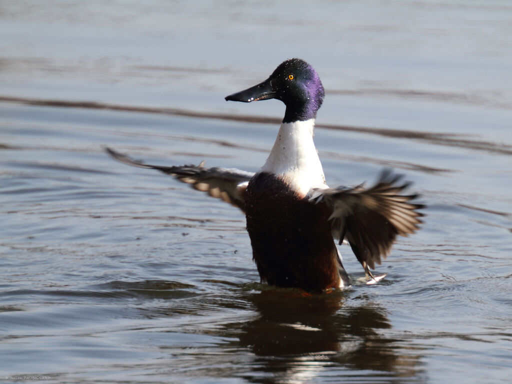 Canard souchet mâle adulte, identification