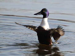 Northern Shoveler