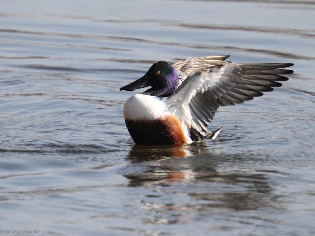 Northern Shoveler male adult, identification