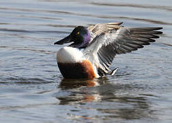 Northern Shoveler