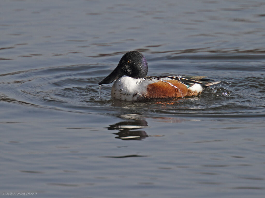 Canard souchet mâle adulte, identification