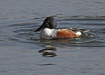 Canard souchet