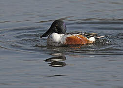 Northern Shoveler