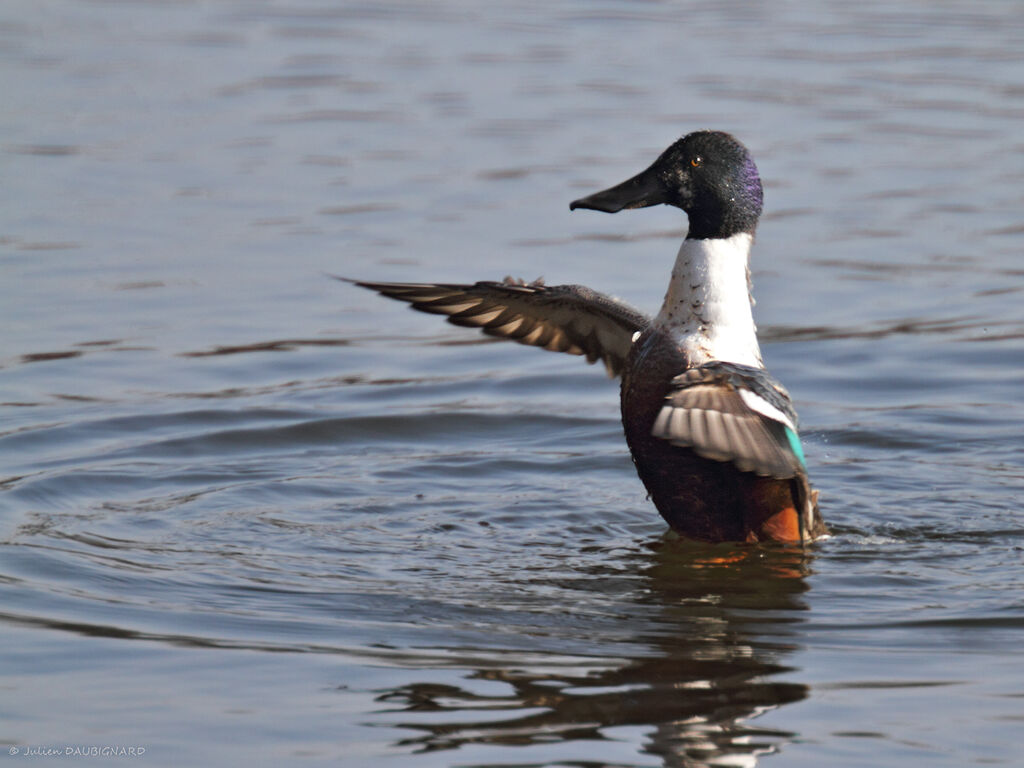 Northern Shoveler male adult, identification