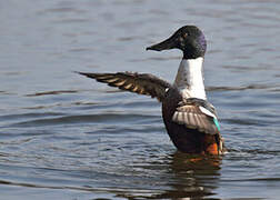 Northern Shoveler