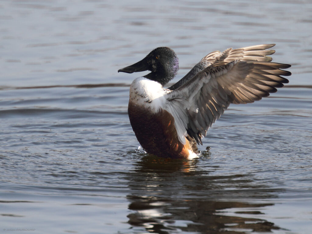 Northern Shoveler male adult, identification