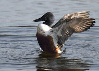 Canard souchet