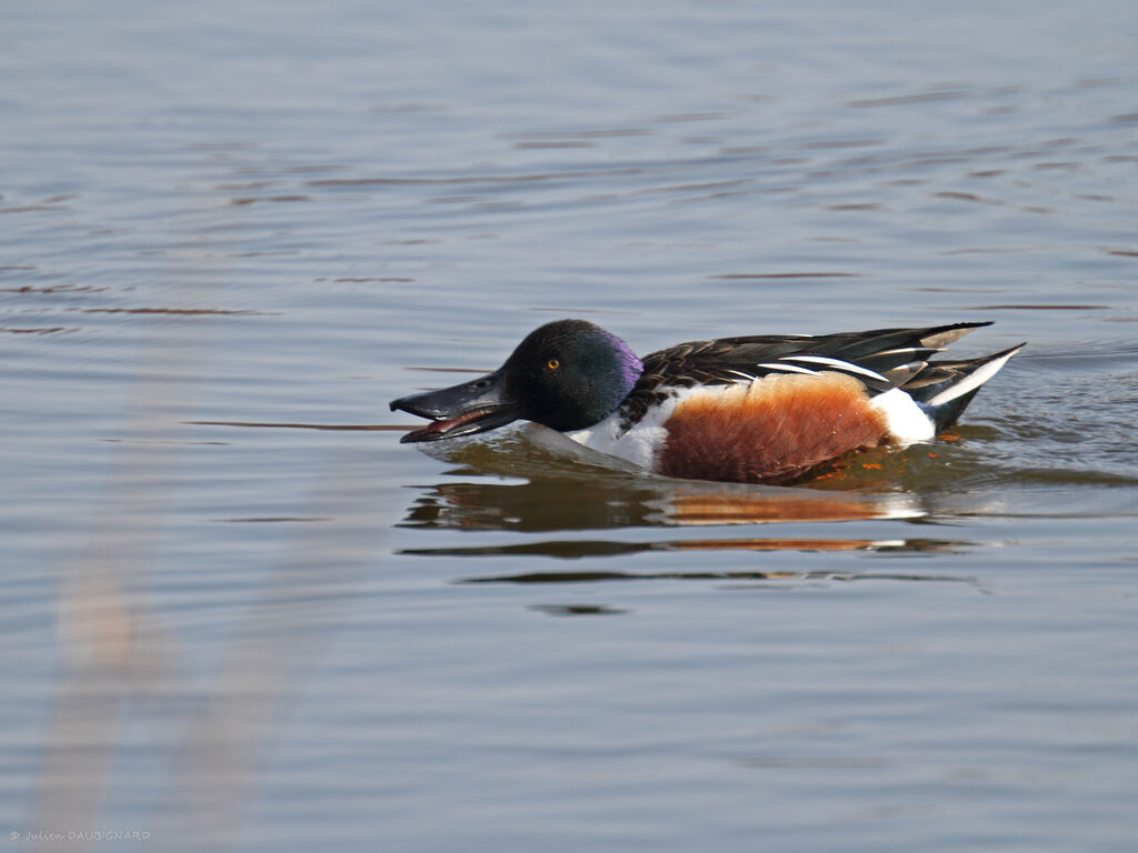 Canard souchet mâle adulte, identification