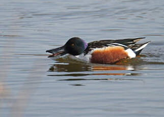 Canard souchet