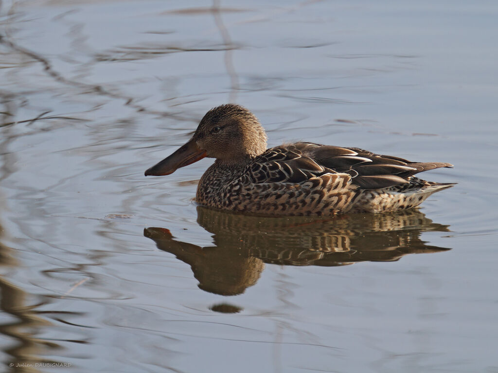 Northern Shoveler female adult, identification