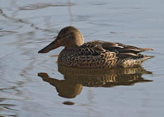 Canard souchet