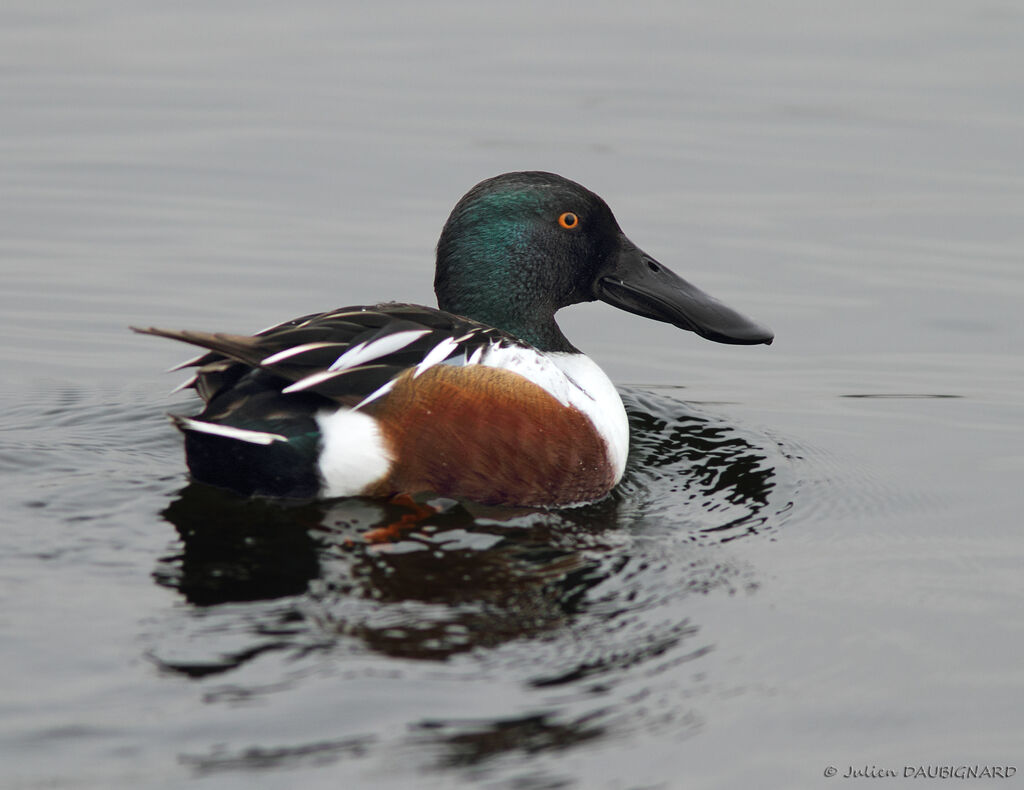 Canard souchet mâle adulte, identification