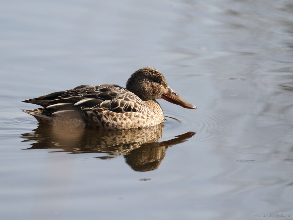 Canard souchet femelle adulte, identification