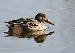 Canard souchet