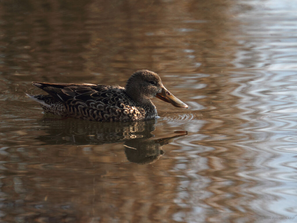 Canard souchet femelle adulte, identification