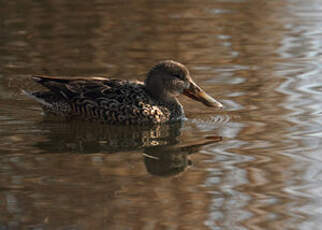 Canard souchet