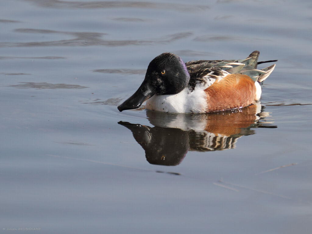 Canard souchet mâle adulte, identification