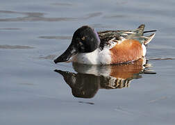 Northern Shoveler