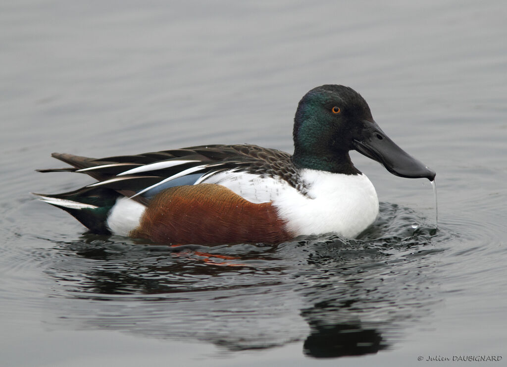 Northern Shoveler male adult, identification